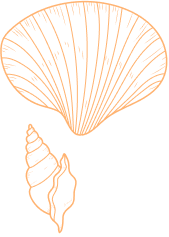 Elements Graphique Coquillage
